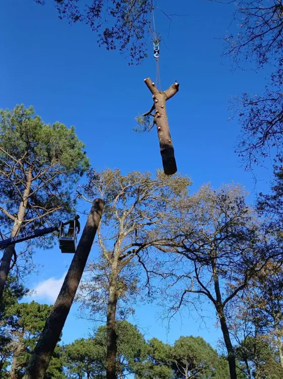 Arboriste en cours de démontage d'arbre