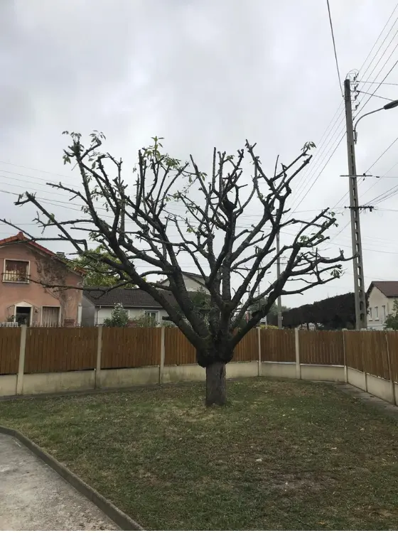 Résultat d'une taille douce