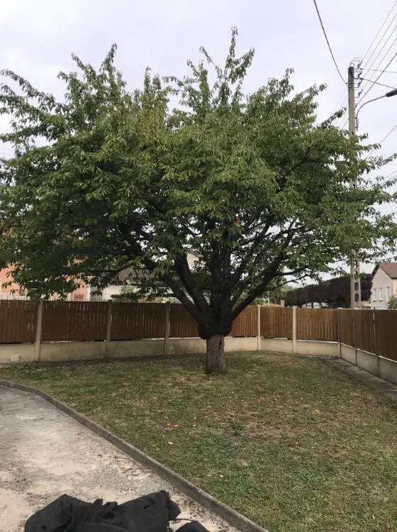 Arbre majestueux préservé