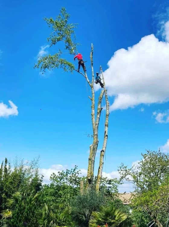 Élagage accès difficile Oise