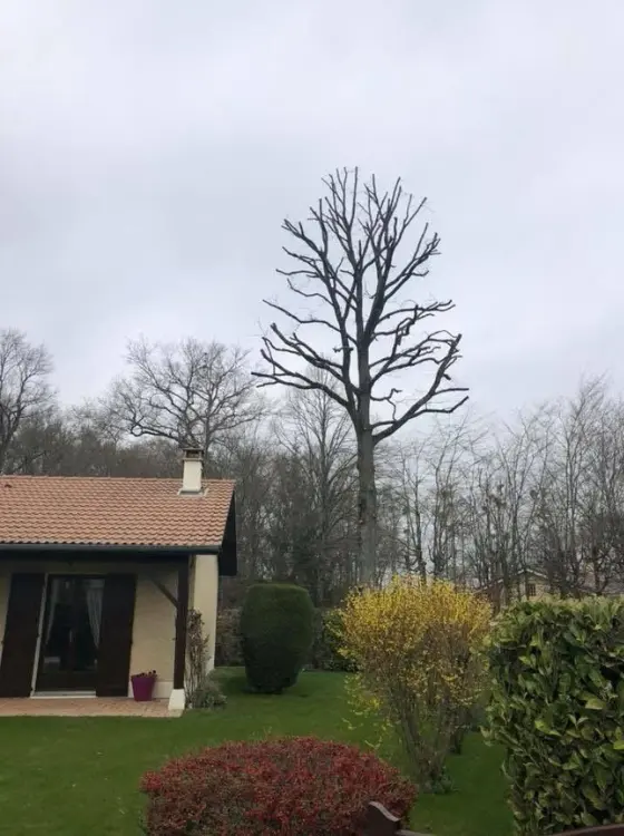 Création jardin Nogent-sur-Oise