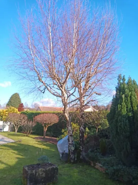 Jardin bien aménagé