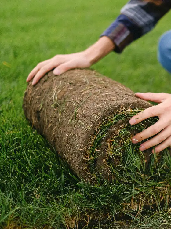 Gazon rouleau Oise
