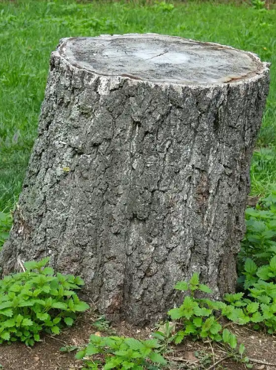 Rogneuse de souche en action