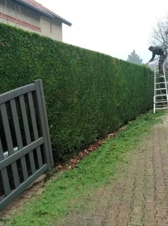 Haie parfaitement taillée